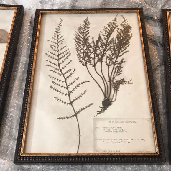 Uttermost Wall Decor Revelation 4 Piece Set Of Botanical Prints